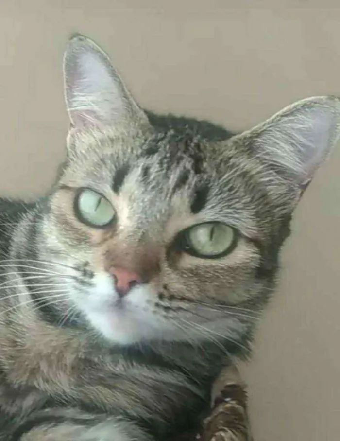 Gato ra a srd tigradinha idade 2 anos nome LULLY