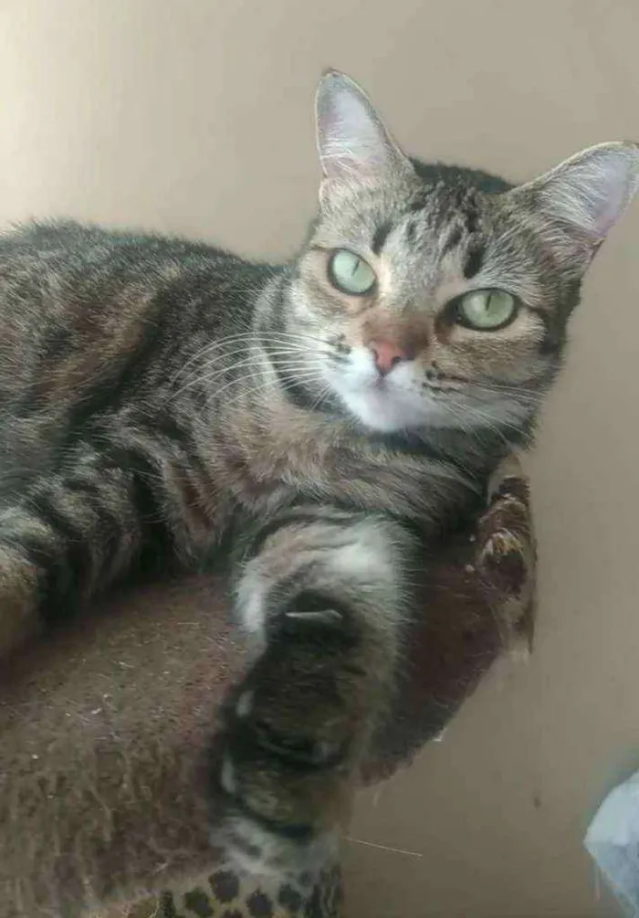 Gato ra a srd tigradinha idade 2 anos nome LULLY