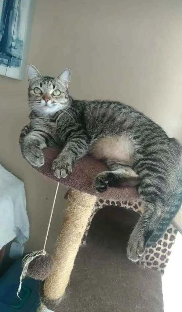Gato ra a srd tigradinha idade 2 anos nome LULLY
