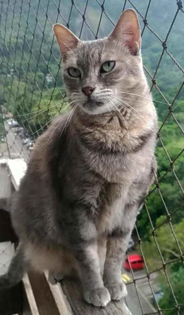 Gato ra a srd tricolor idade 5 anos nome EVELYN