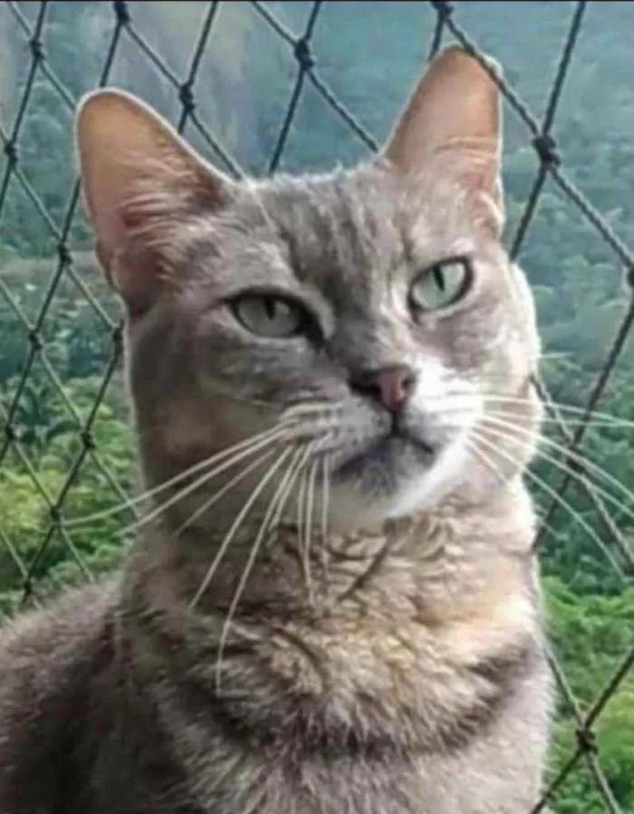 Gato ra a srd tricolor idade 5 anos nome EVELYN