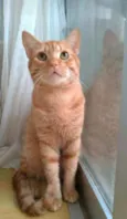 SIMBA