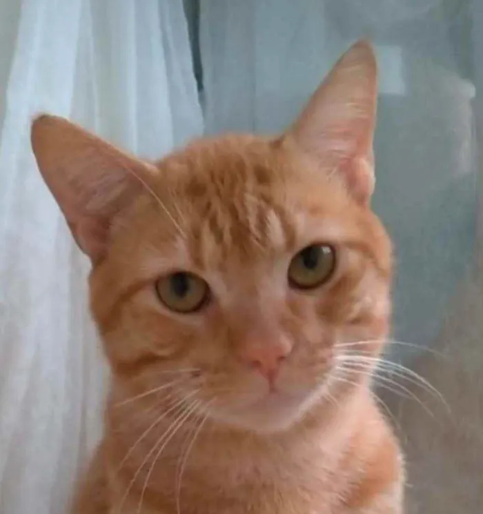Gato ra a srd bicolor idade 1 ano nome SIMBA