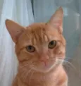 SIMBA