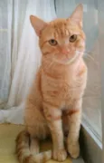SIMBA