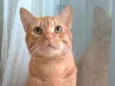 SIMBA