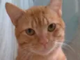 SIMBA