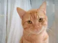 SIMBA