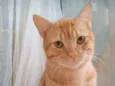 SIMBA