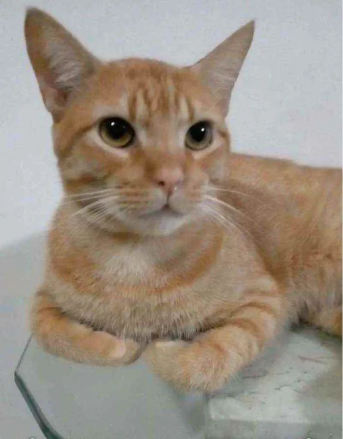Gato ra a srd bicolor idade 1 ano nome SIMBA