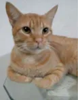 SIMBA