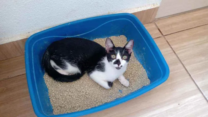 Gato ra a Siamês mestiço bicolor  idade 2 a 6 meses nome Margarete e Zézinho 