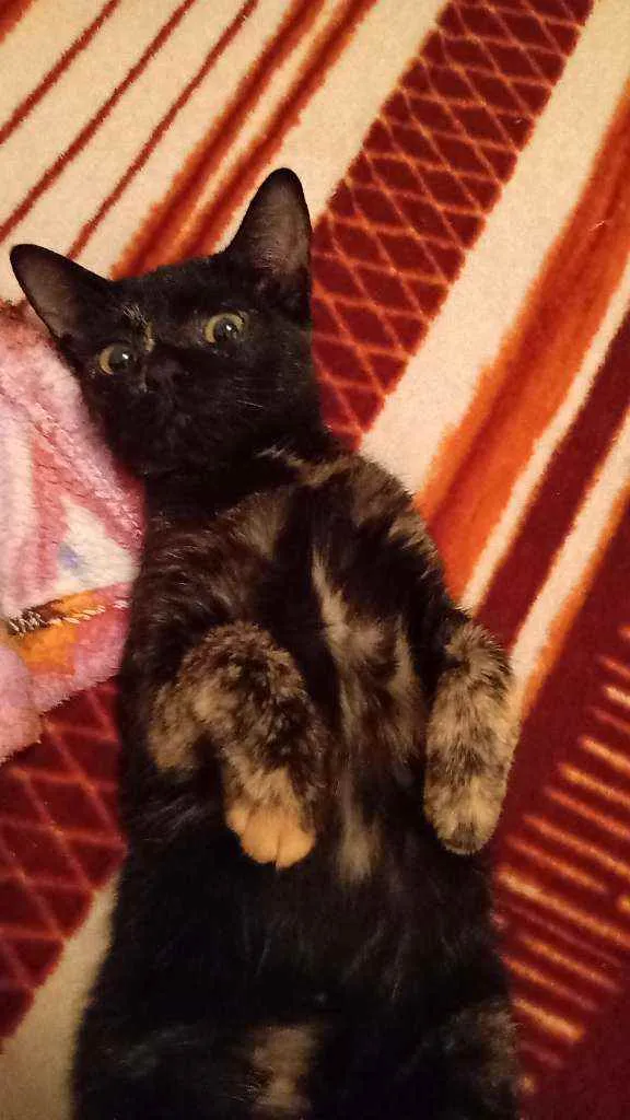 Gato ra a Siamês mestiço bicolor  idade 2 a 6 meses nome Margarete e Zézinho 