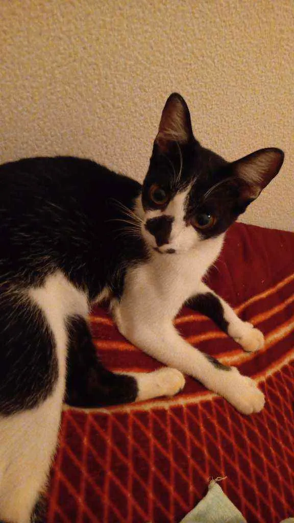 Gato ra a Siamês mestiço bicolor  idade 2 a 6 meses nome Margarete e Zézinho 