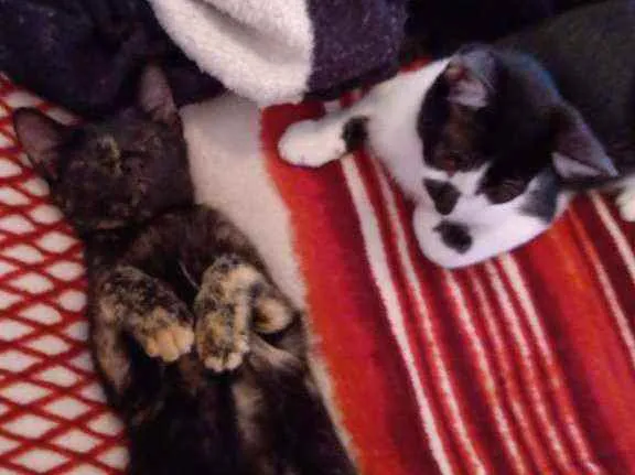 Gato ra a Siamês mestiço bicolor  idade 2 a 6 meses nome Margarete e Zézinho 