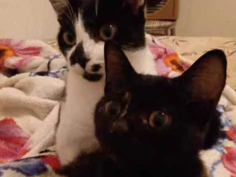 Gato ra a Siamês mestiço bicolor  idade 2 a 6 meses nome Margarete e Zézinho 
