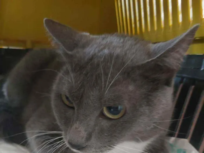 Gato ra a srd bicolor idade 7 a 11 meses nome BRISA
