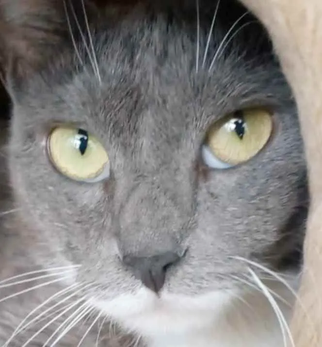 Gato raça srd bicolor idade 7 a 11 meses nome BRISA