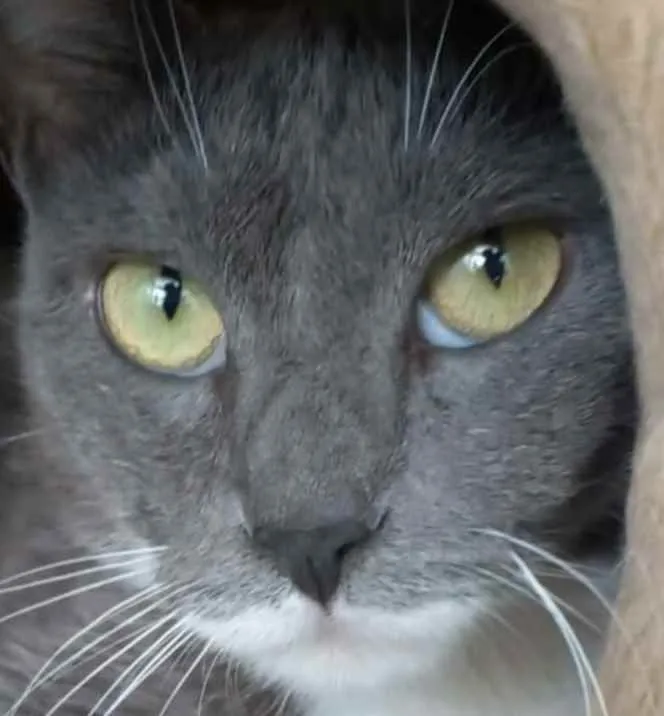 Gato raça srd bicolor idade 7 a 11 meses nome BRISA