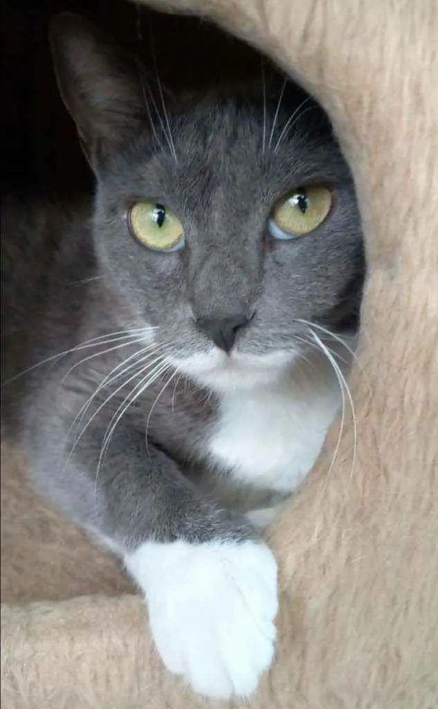 Gato raça srd bicolor idade 7 a 11 meses nome BRISA