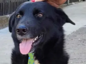 Cachorro raça Mestiço  idade 7 a 11 meses nome Zeus 