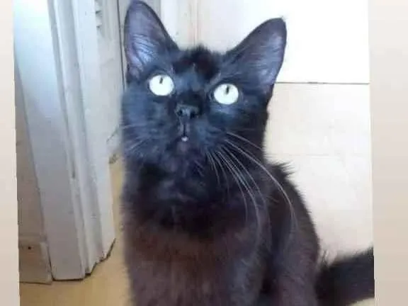 Gato ra a Srd idade 1 ano nome Rayka