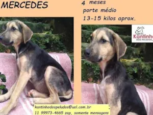Cachorro raça SRD idade 2 a 6 meses nome Mercedes