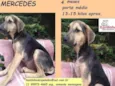 Cachorro raça SRD idade 2 a 6 meses nome Mercedes