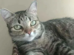 Gato raça srd tigradinha idade 2 anos nome LULLY