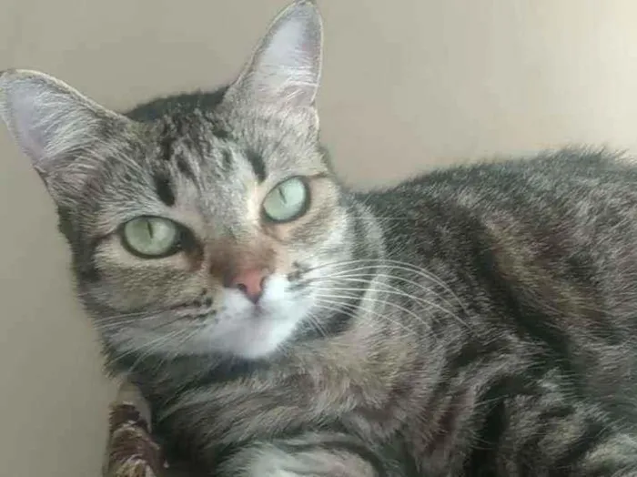 Gato ra a srd tigradinha idade 2 anos nome LULLY