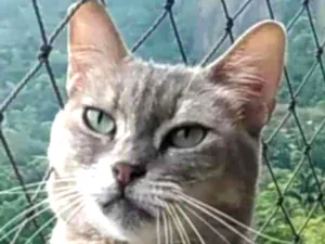 Gato raça srd tricolor idade 5 anos nome EVELYN