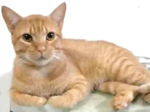 Gato raça srd bicolor idade 1 ano nome SIMBA