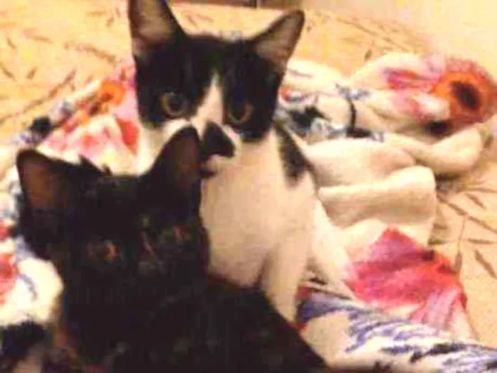 Gato ra a Siamês mestiço bicolor  idade 2 a 6 meses nome Margarete e Zézinho 