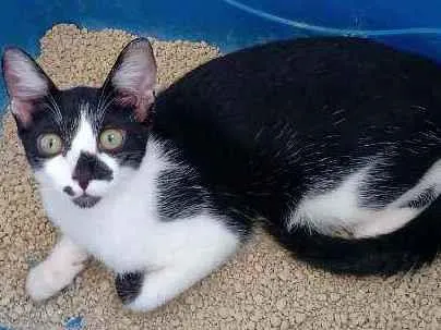Gato ra a Siamês mestiço bicolor  idade 2 a 6 meses nome Margarete e Zézinho 