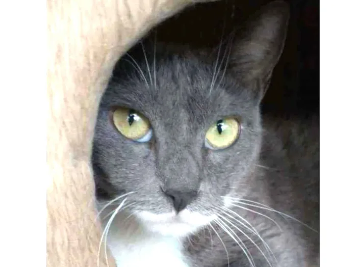 Gato raça srd bicolor idade 7 a 11 meses nome BRISA