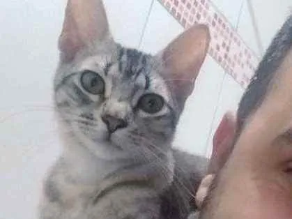 Gato ra a Não conheço idade 1 ano nome Kitana e Mileena