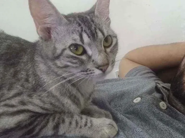 Gato ra a Não conheço idade 1 ano nome Kitana e Mileena