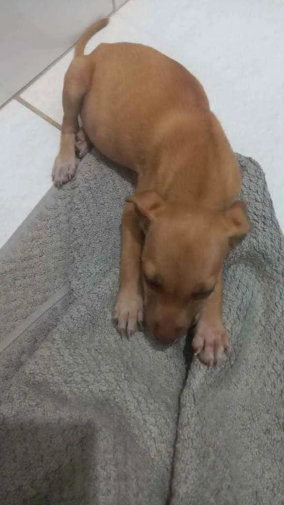 Cachorro ra a Sem raca idade 2 a 6 meses nome MADALENA