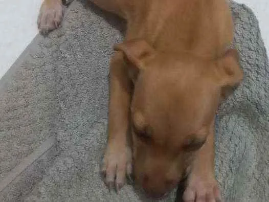 Cachorro ra a Sem raca idade 2 a 6 meses nome MADALENA