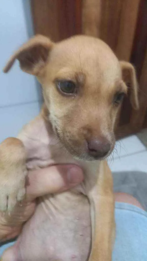 Cachorro ra a Sem raca idade 2 a 6 meses nome MADALENA