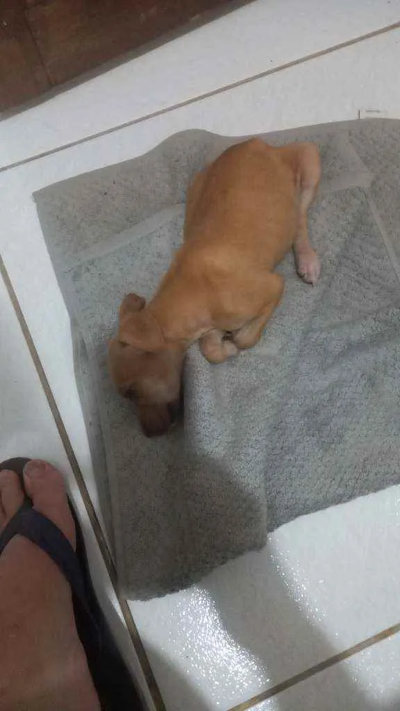 Cachorro ra a Sem raca idade 2 a 6 meses nome MADALENA