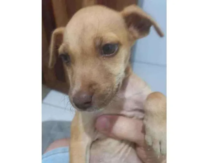 Cachorro ra a Sem raca idade 2 a 6 meses nome MADALENA