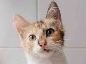 Gato raça srd tricolor idade 2 a 6 meses nome LÉA