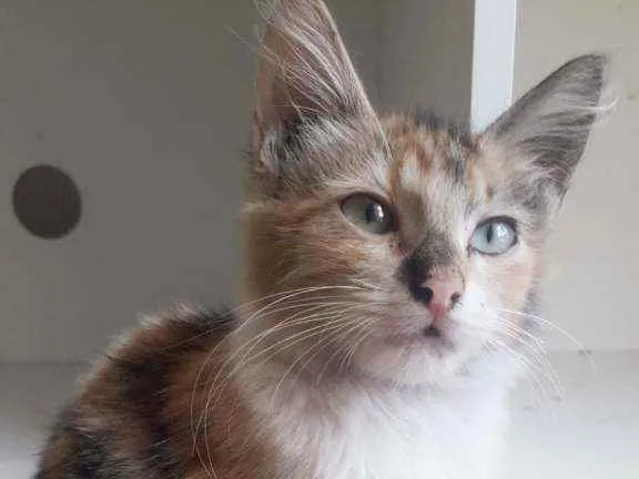 Gato ra a srd tricolor idade 2 a 6 meses nome LÉA
