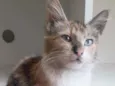 LÉA