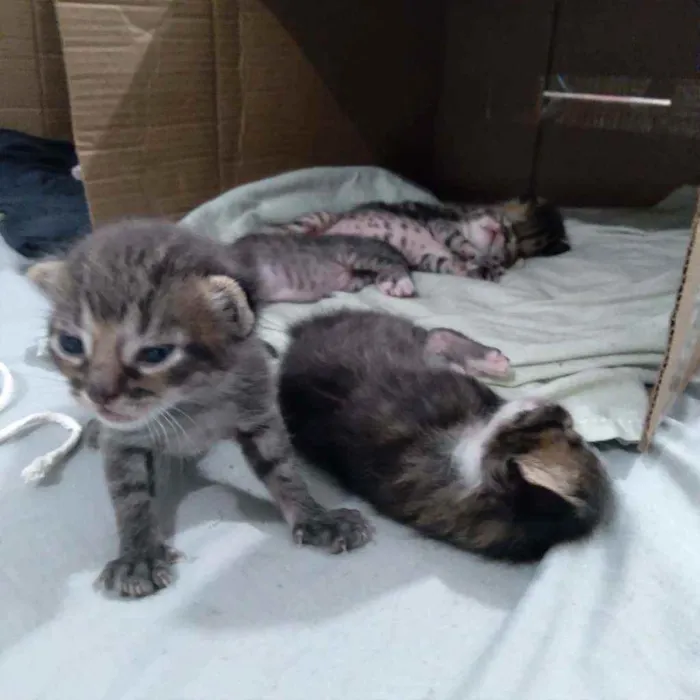 Gato ra a nenhum idade Abaixo de 2 meses nome sem nome 
