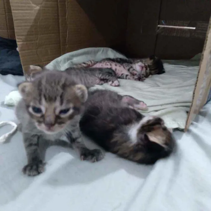Gato ra a nenhum idade Abaixo de 2 meses nome sem nome 