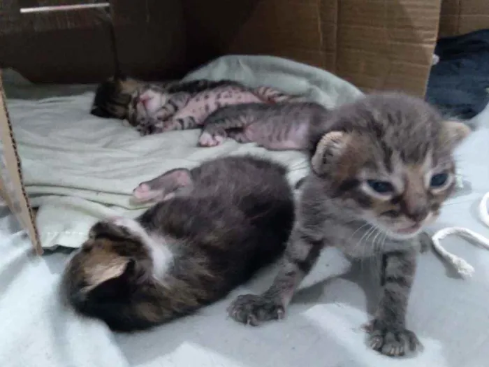 Gato ra a nenhum idade Abaixo de 2 meses nome sem nome 