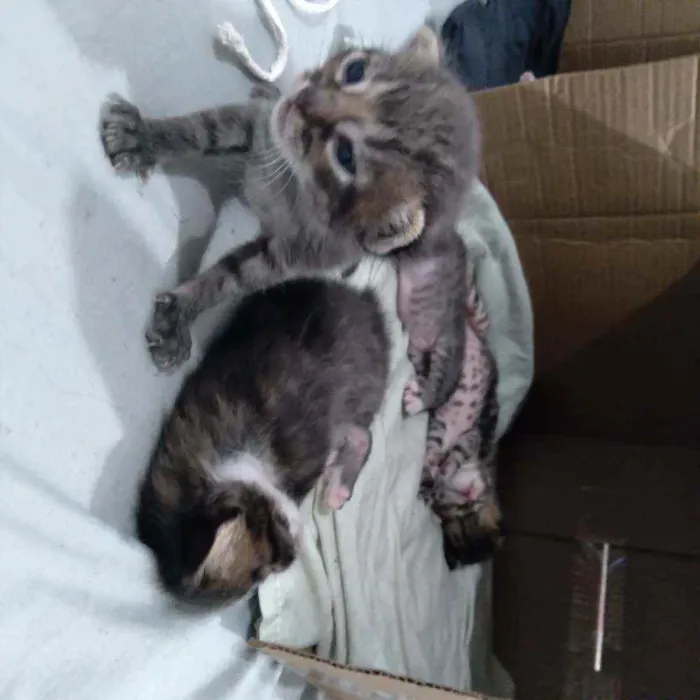Gato ra a nenhum idade Abaixo de 2 meses nome sem nome 