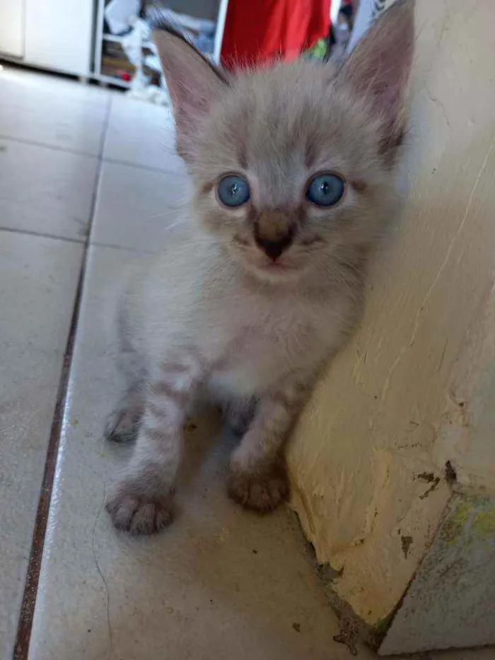 Gato ra a Vira lata idade 2 a 6 meses nome Sem nome